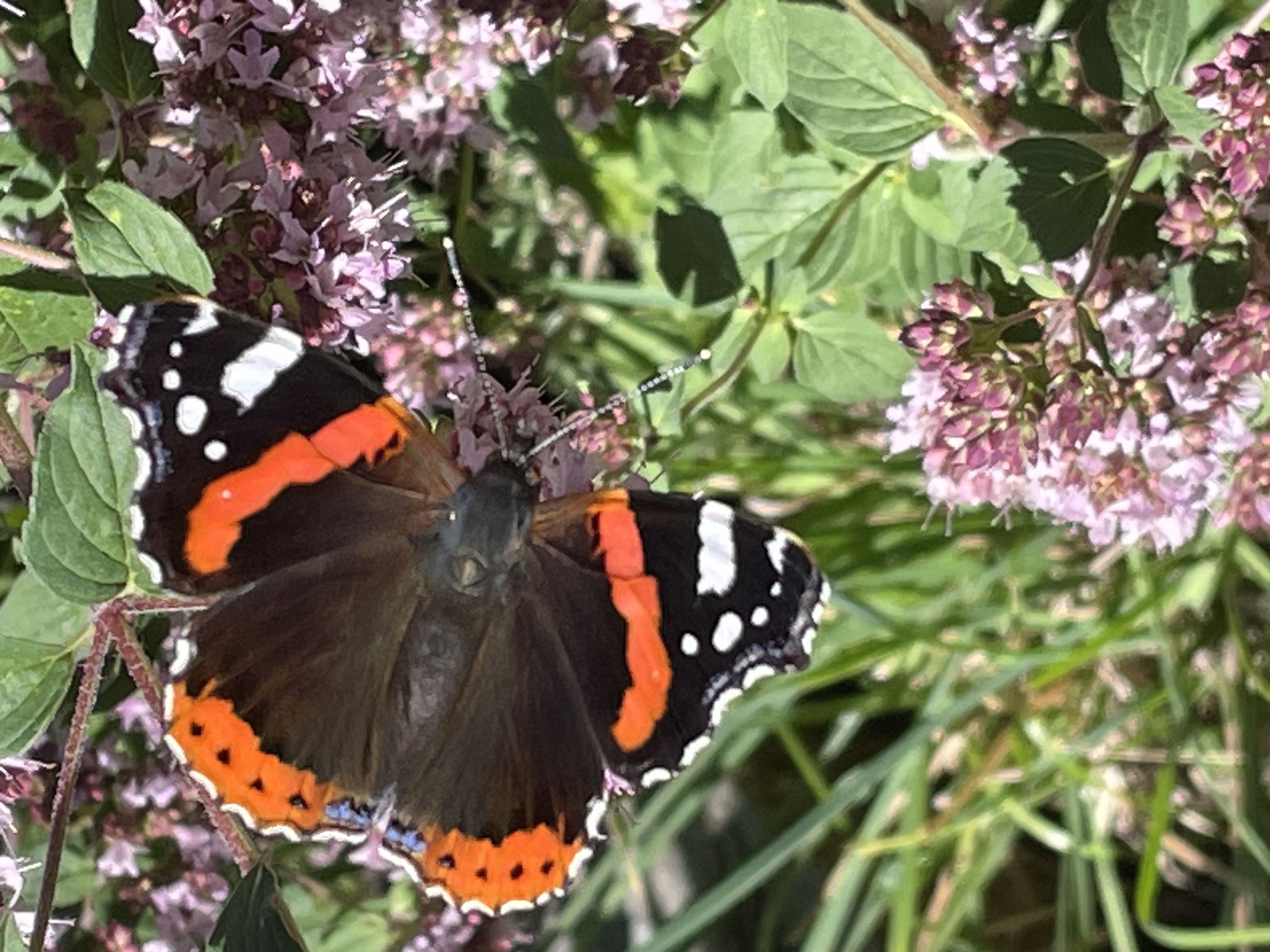 Encore un peu d'animation dans le jardin